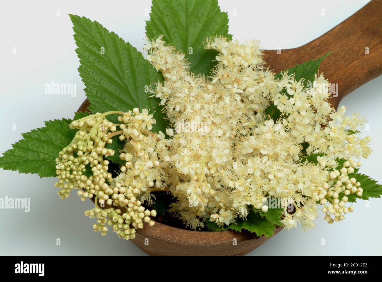 Real meadowsweet, Filipendula ulmaria. Medicinal plant: Medical History is interesting meadowsweet, as has long been gained from their flower buds sal Stock Photo