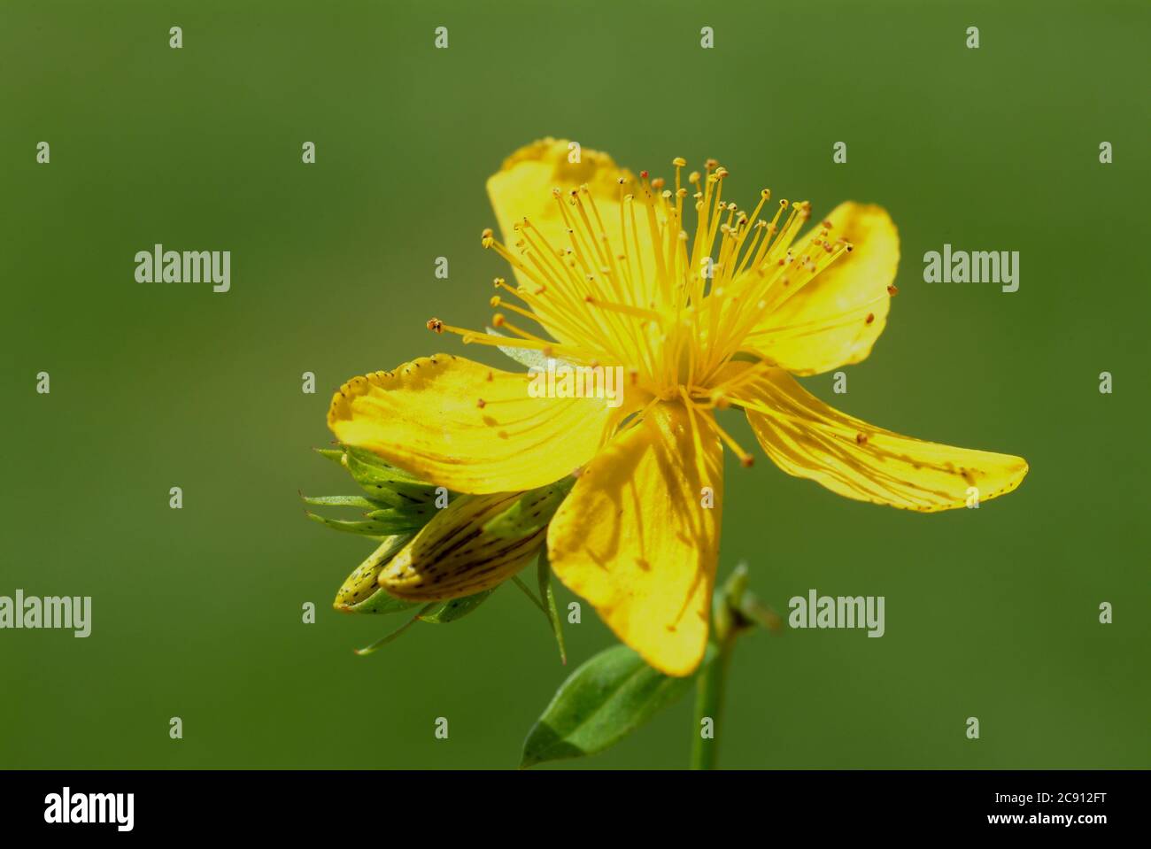 St. John's wort, Hypericum perforatum also true St. John's wort, Real