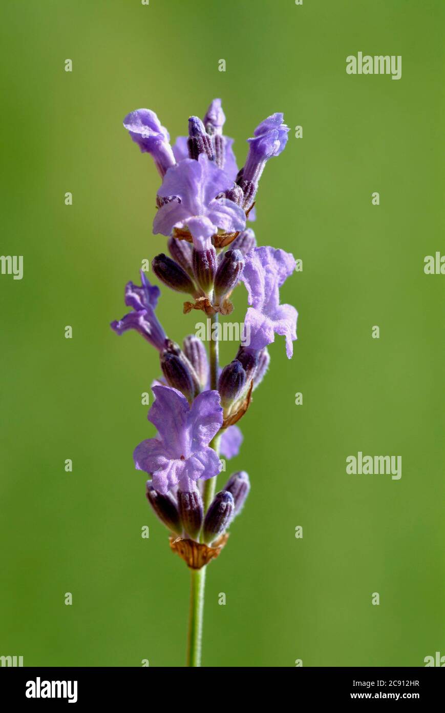 Lavandula angustifolia or narrow-lavender, Lavandula angustifolia, Syn. Lavandula officinalis, Lavandula vera. Lavender flowers slightly soothing, bl§ Stock Photo