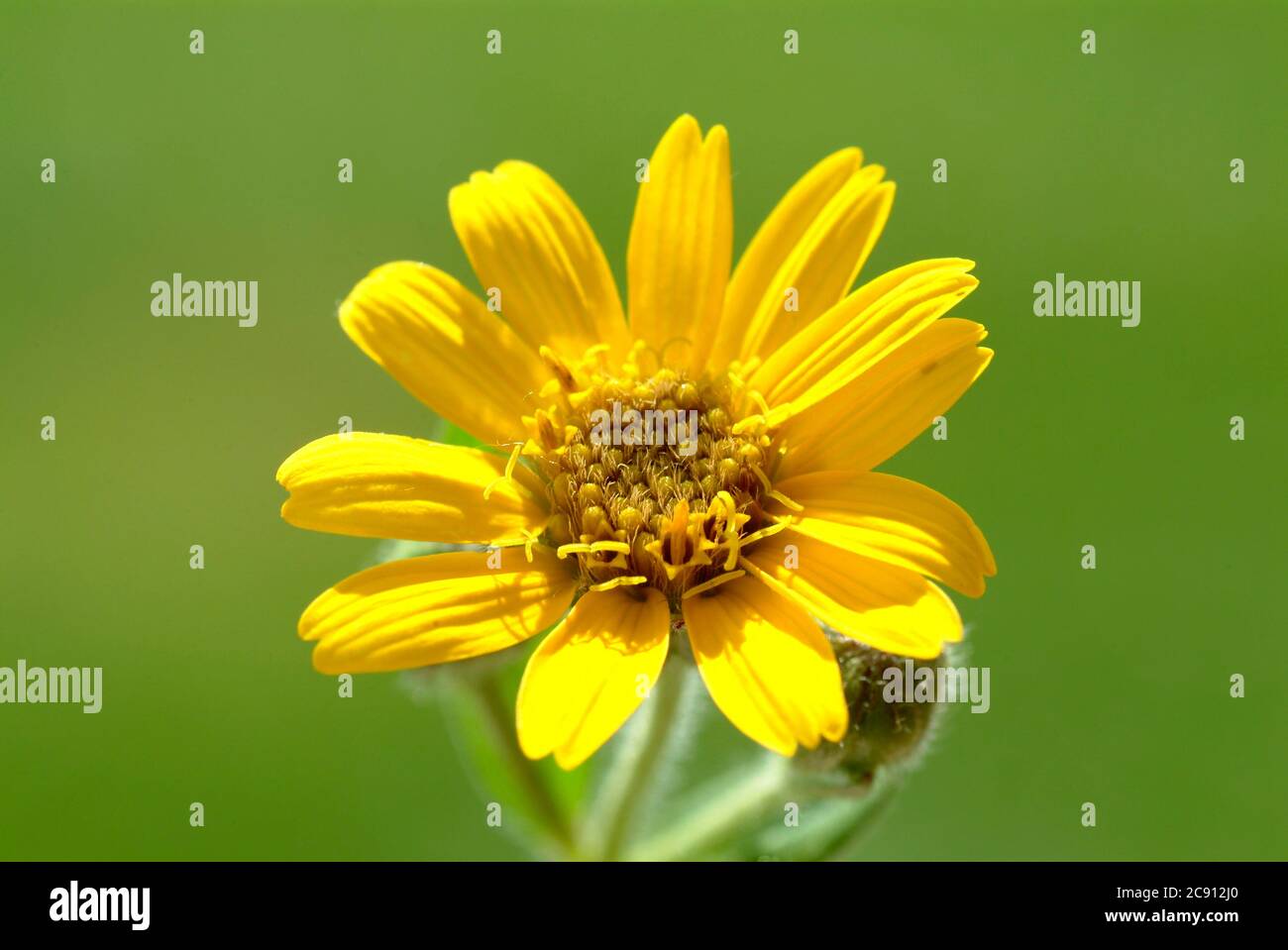 True Arnica, Arnica montana, Bergwohlverleih. Medicinal plant: Arnica  flowers contain essential oil, flavonoids and sesquiterpene lactones, which  are Stock Photo - Alamy