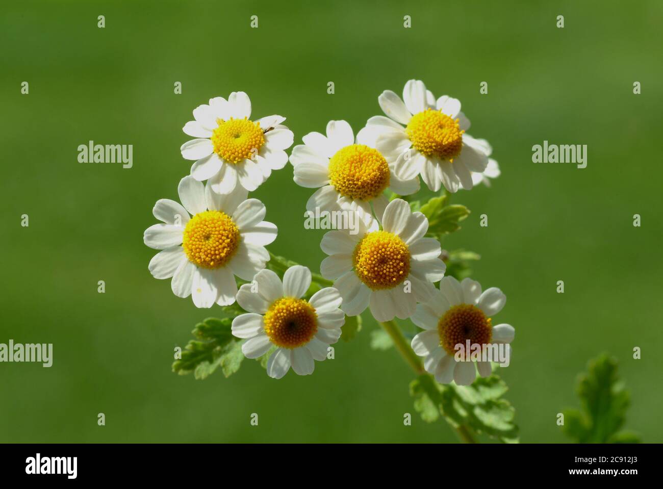 Feverfew, Tanacetum parthenium, Syn .: Chrysanthemum parthenium, False chamomile, ornamental chamomile or Feverfew. The leaves of feverfew can reduce Stock Photo