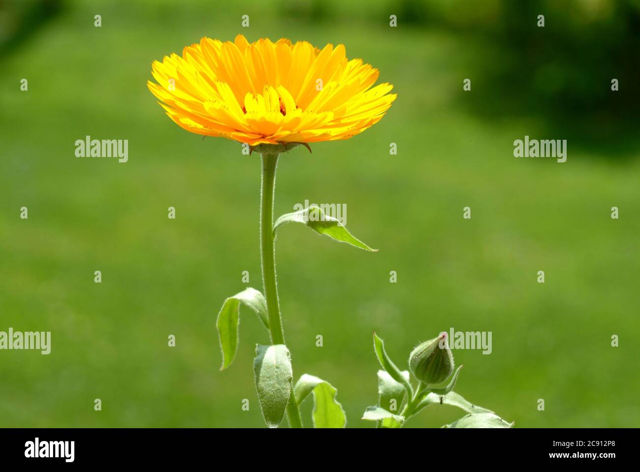 Marigold, Calendula officinalis. Pharmaceutically the dried flower heads are used. The pharmaceutical drug reduces inflammation and promotes the forma Stock Photo