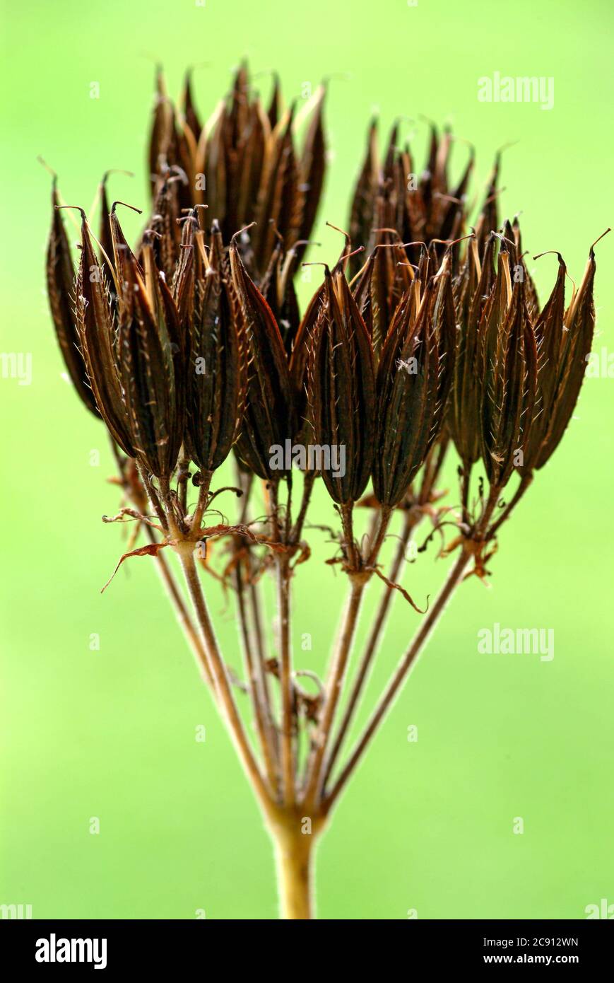 Samenstand Sweet cicely, myrrh chervil, Myrrhis odorate. As a medicinal herb used in traditional medicine as a blood cleanser, further against cough a Stock Photo
