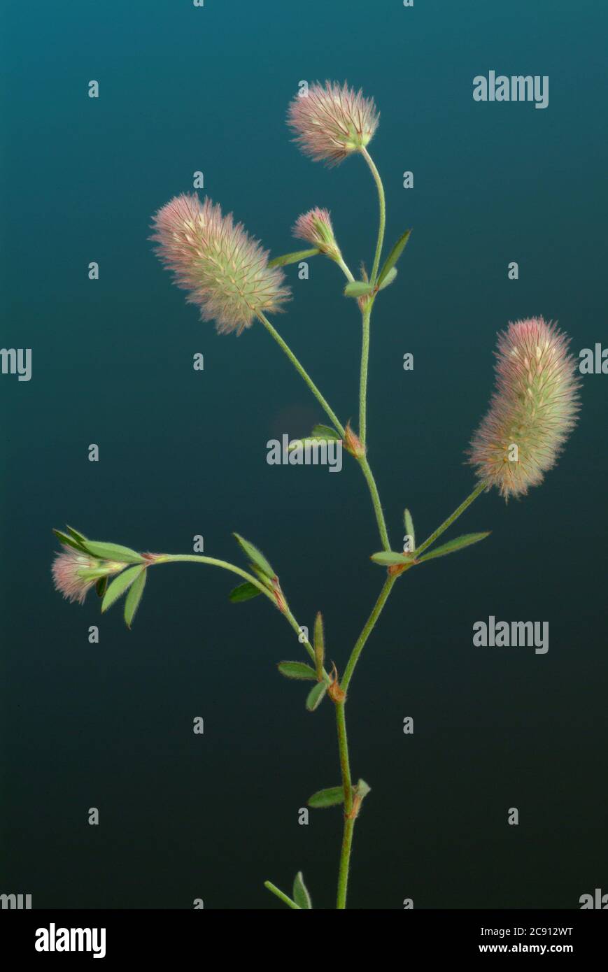 Trifolium arvense, Trifolium arvense. Popular he is also arable Clover, Clover cats or mice Clover, and, because of its effect against diarrhea, as St Stock Photo