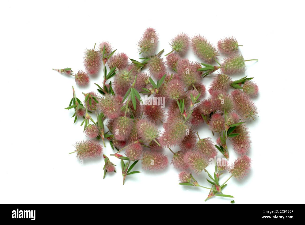 Trifolium arvense, Trifolium arvense. Popular he is also arable Clover, Clover cats or mice Clover, and, because of its effect against diarrhea, as St Stock Photo