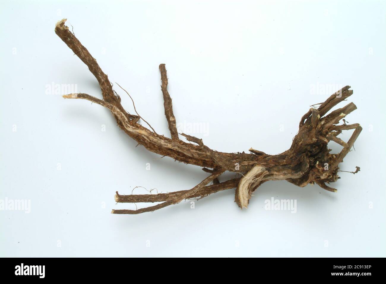 Rootstock, Thorny Hauhechel, Ononis spinosa, even women war or Eindorn. Medicinal plant: The plant is rich in essential oils that contains isoflavones Stock Photo