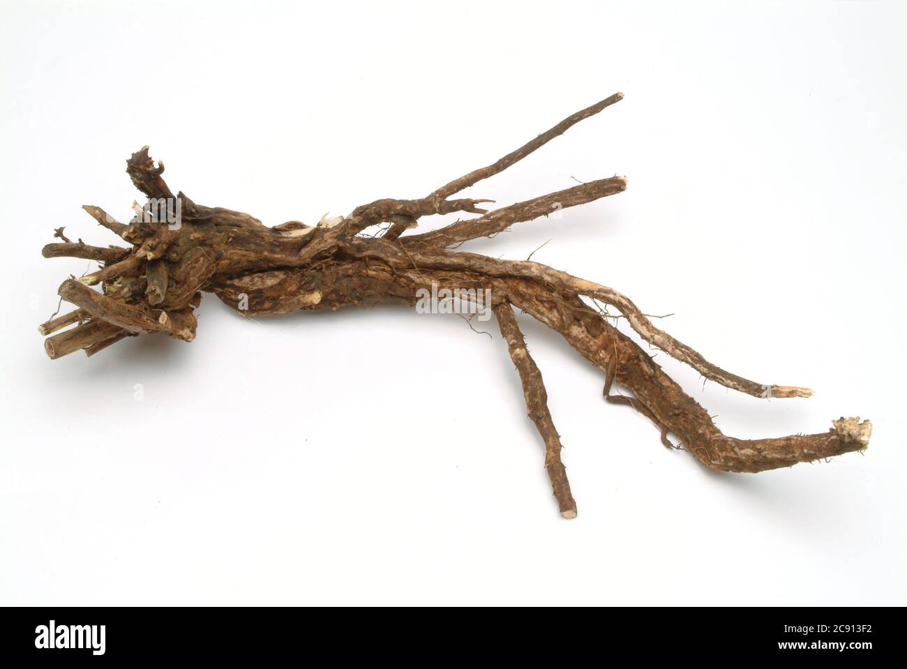 Rootstock, Thorny Hauhechel, Ononis spinosa, even women war or Eindorn. Medicinal plant: The plant is rich in essential oils that contains isoflavones Stock Photo