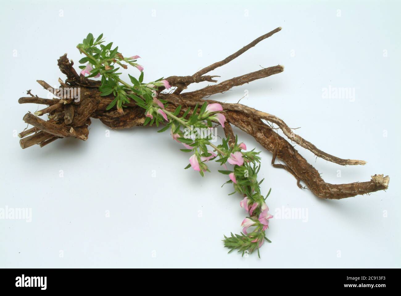 Rootstock, Thorny Hauhechel, Ononis spinosa, even women war or Eindorn. Medicinal plant: The plant is rich in essential oils that contains isoflavones Stock Photo