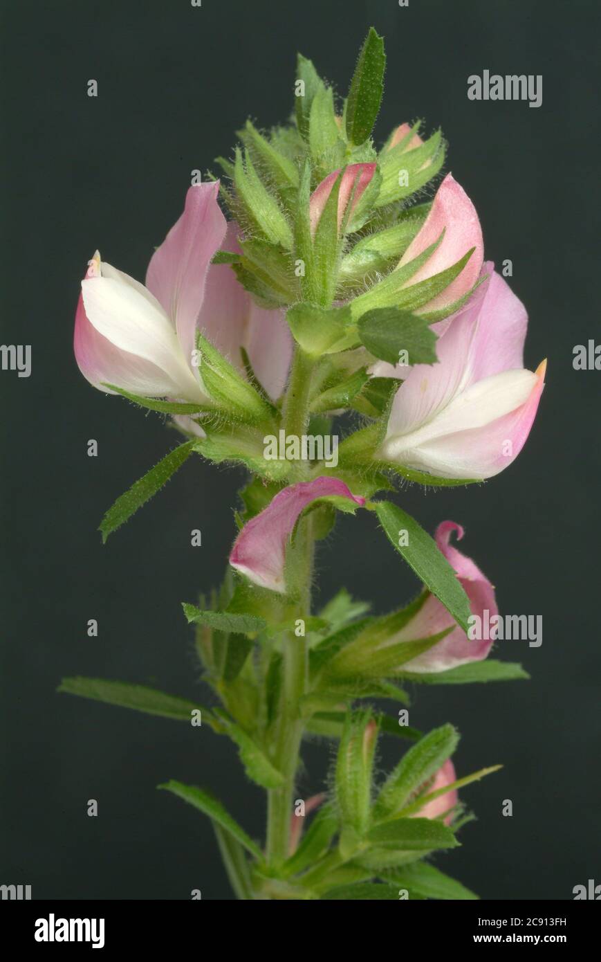 Thorny rest harrow, Ononis spinosa, even women war or Eindorn. Medicinal plant: The plant is rich in essential oils that contains isoflavones biochani Stock Photo