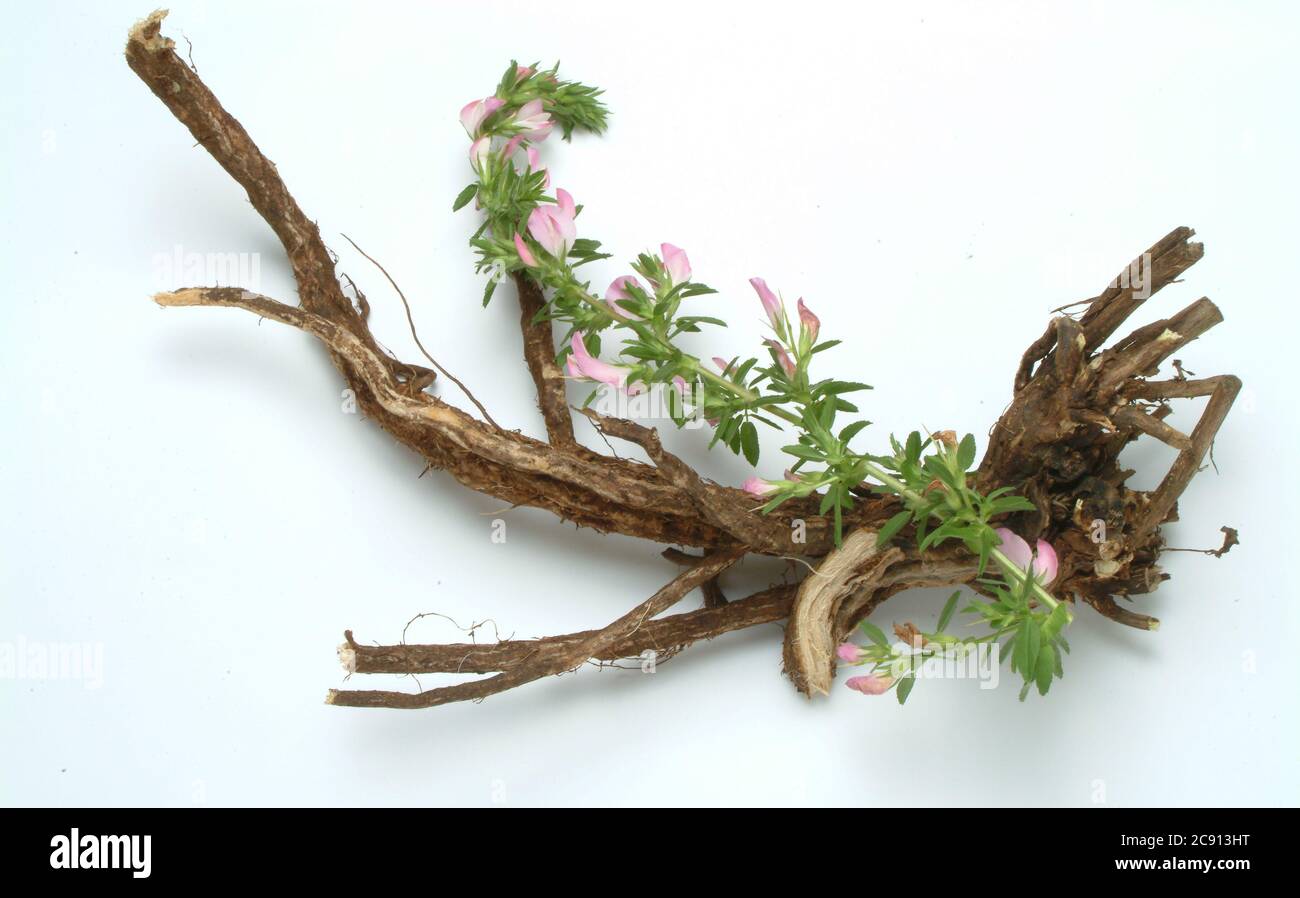Rootstock, Thorny Hauhechel, Ononis spinosa, even women war or Eindorn. Medicinal plant: The plant is rich in essential oils that contains isoflavones Stock Photo