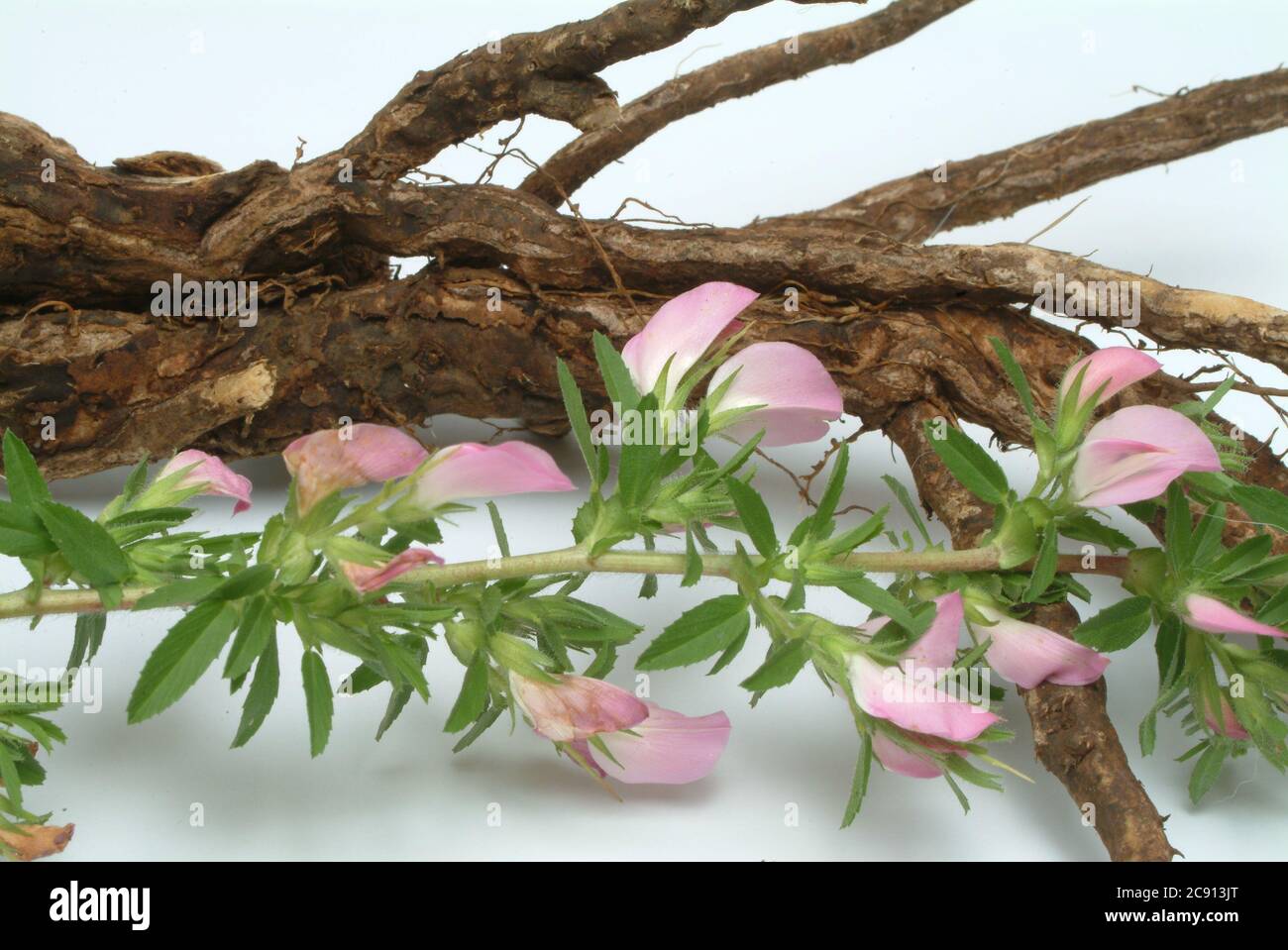 Rootstock, Thorny Hauhechel, Ononis spinosa, even women war or Eindorn. Medicinal plant: The plant is rich in essential oils that contains isoflavones Stock Photo