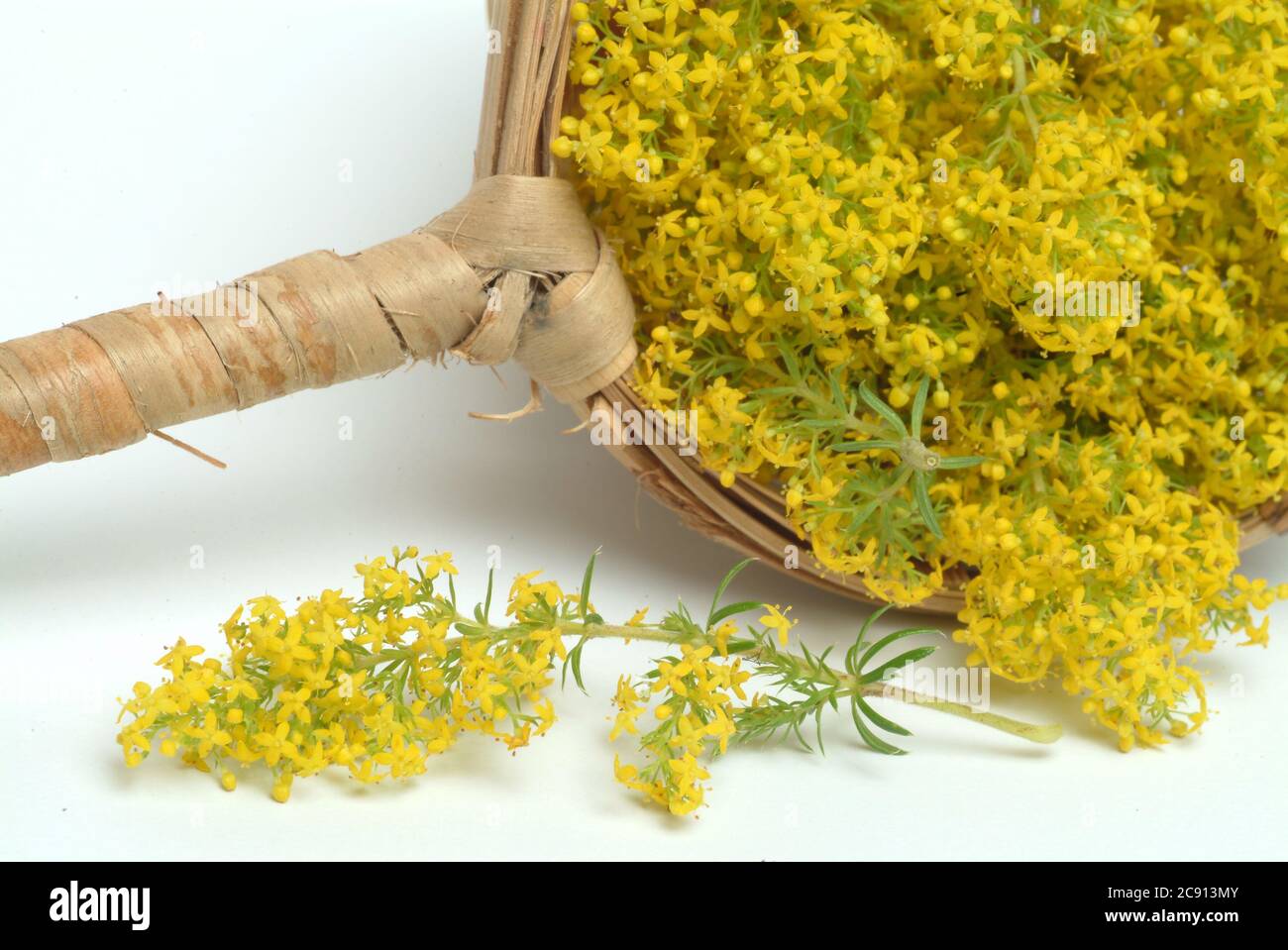 Lady's bedstraw, Galium verum, also yellow forest straw Liebfra?nbettstroh, love cabbage, link herb, yellow bedstraw. Medicinal plant: Due to its popu Stock Photo