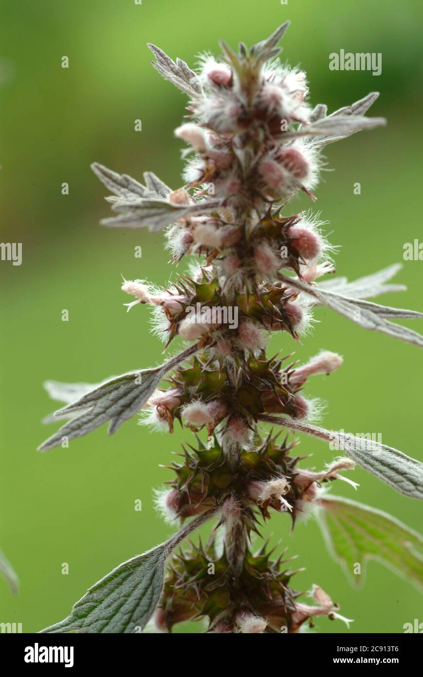 Motherwort, Leonurus cardiaca, lions tail or heart clamping herb. Drug  extracts of the aerial parts of plants to be used in nervous heart  complaints Stock Photo - Alamy