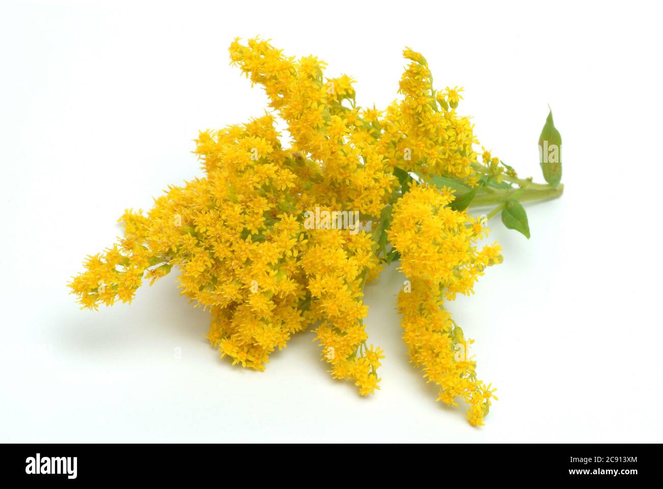 Common goldenrod, common goldenrod or Real goldenrod, Solidago