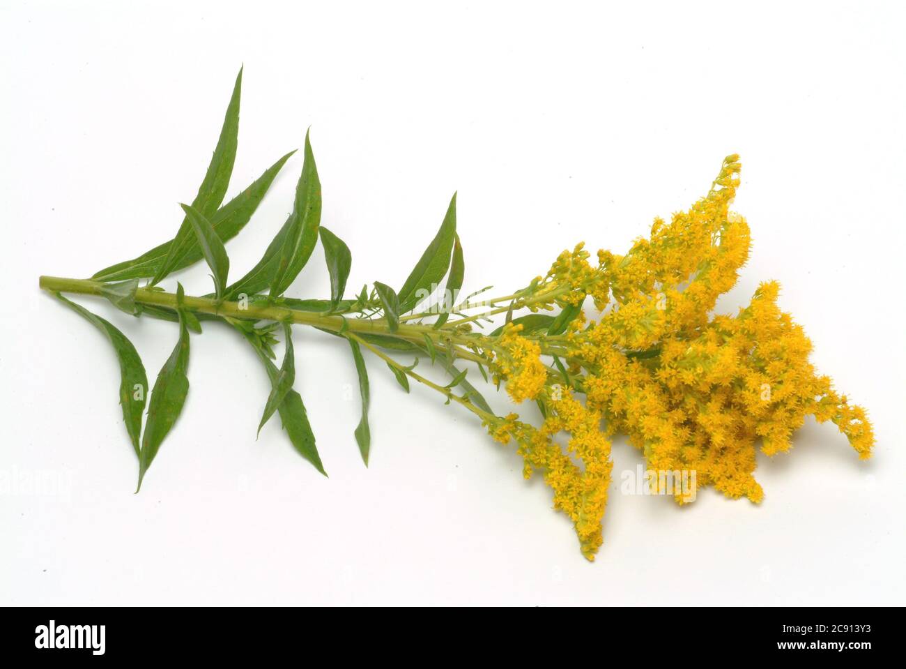 Common goldenrod, common goldenrod or Real goldenrod, Solidago virgaurea. Goldenrod is used as a medicinal herb for bladder disease and kidney disease Stock Photo