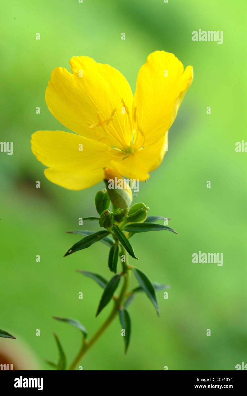 Flowering of evening primrose, outdoors, in nature, yellow flower