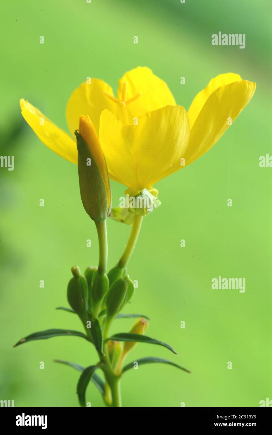 Flowering of evening primrose, outdoors, in nature, yellow flower