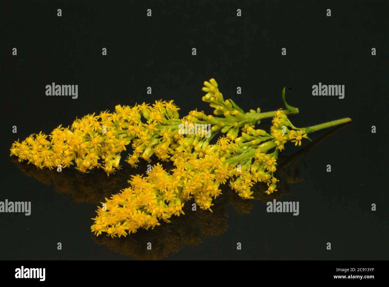 Leiocarposid hires stock photography and images Alamy