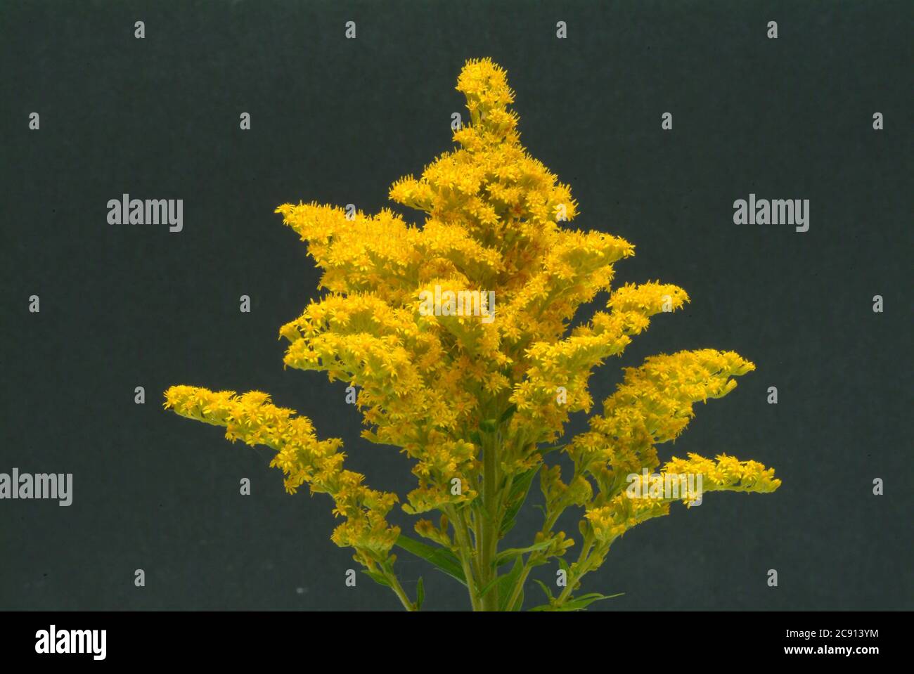 Common goldenrod, common goldenrod or Real goldenrod, Solidago
