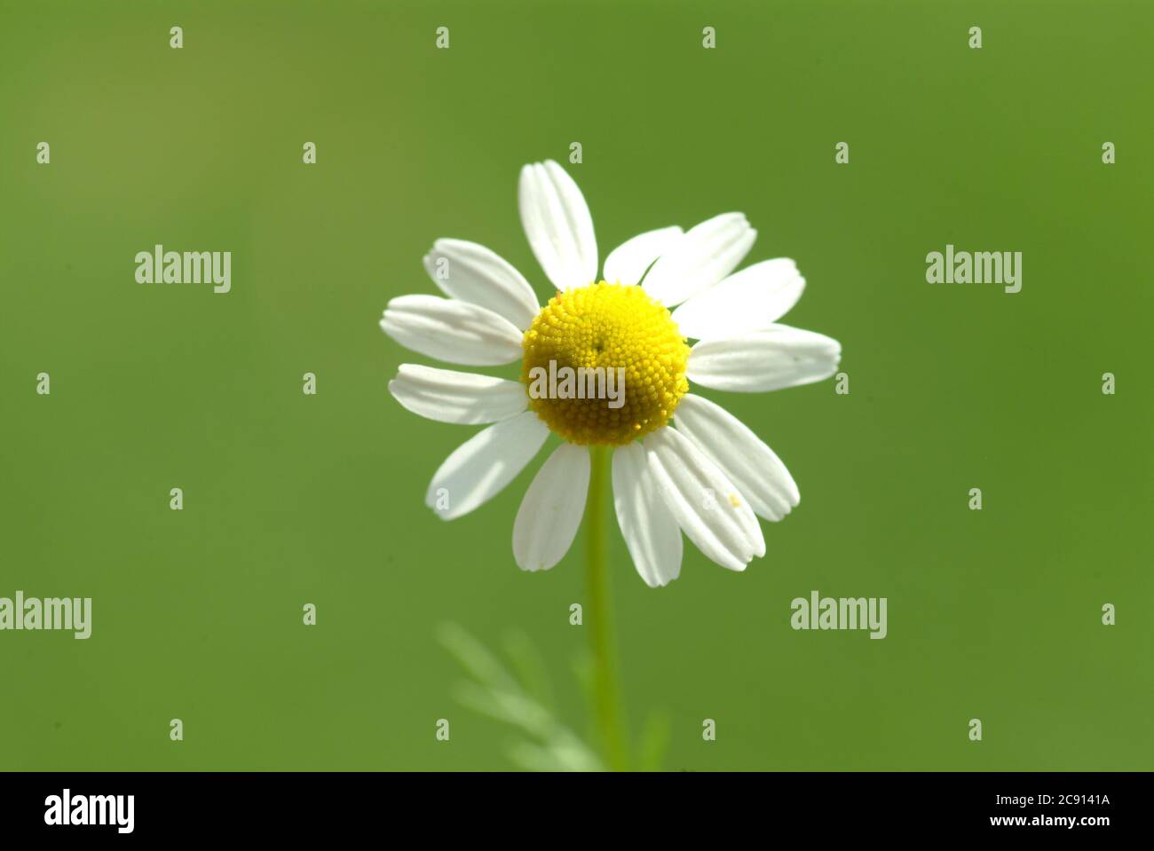 Chamomile, individual Chamomile, outside photographed, medicinal plant