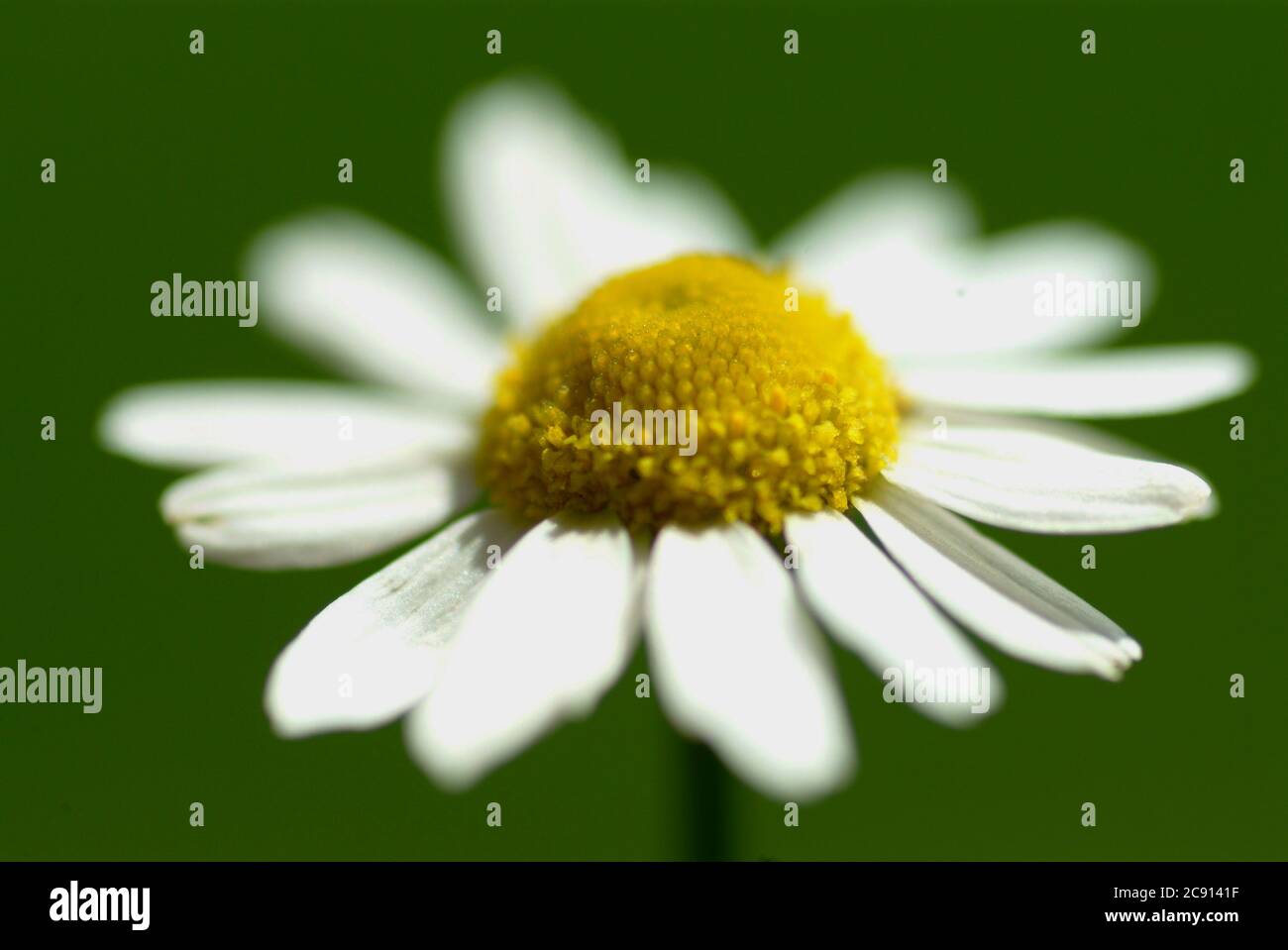 German chamomile matricaria chamomilla hires stock photography and