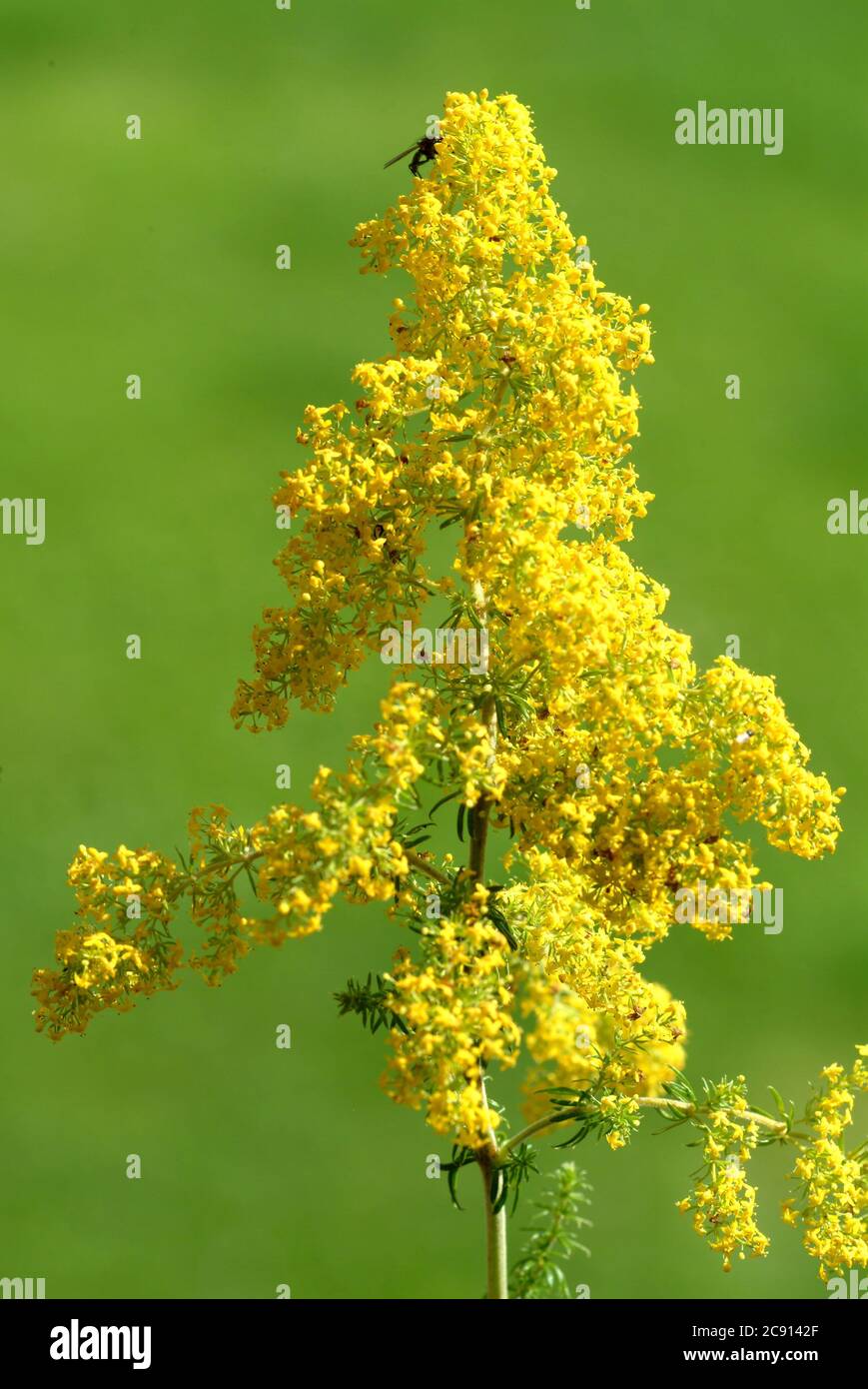 Common goldenrod, common goldenrod or Real goldenrod, Solidago