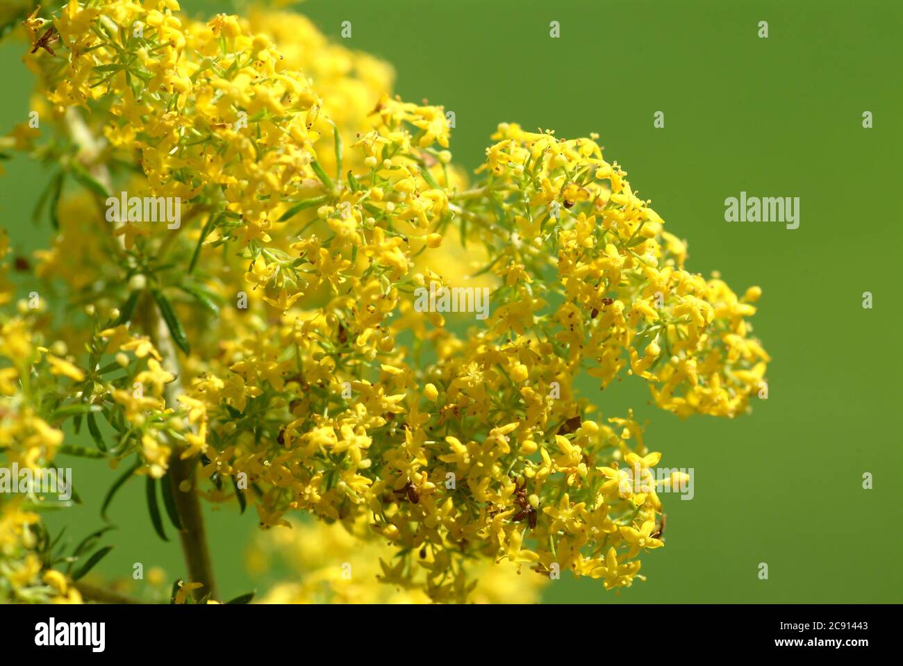 Rod healing wound herb hires stock photography and images Alamy