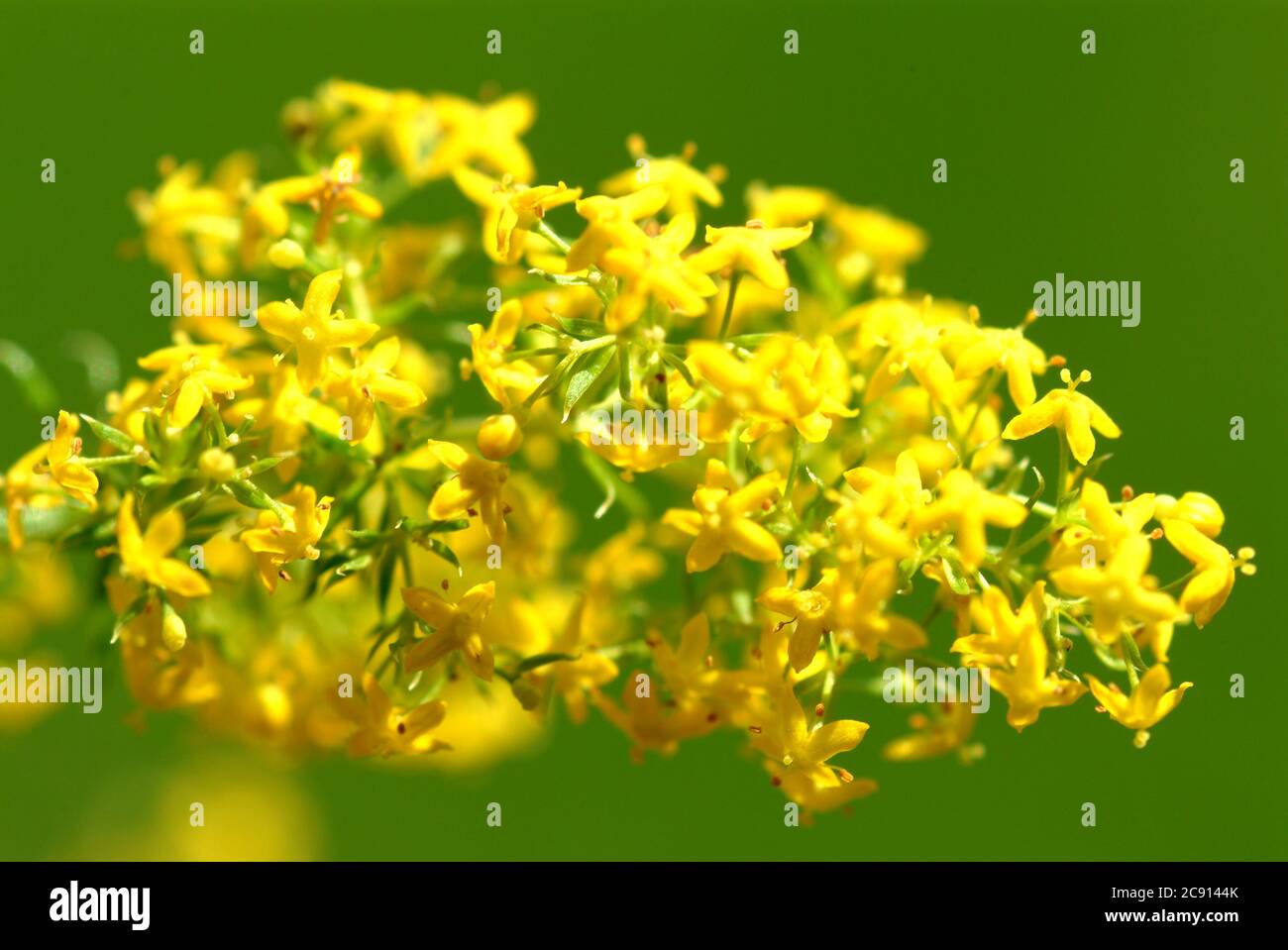 Common goldenrod, common goldenrod or Real goldenrod, Solidago