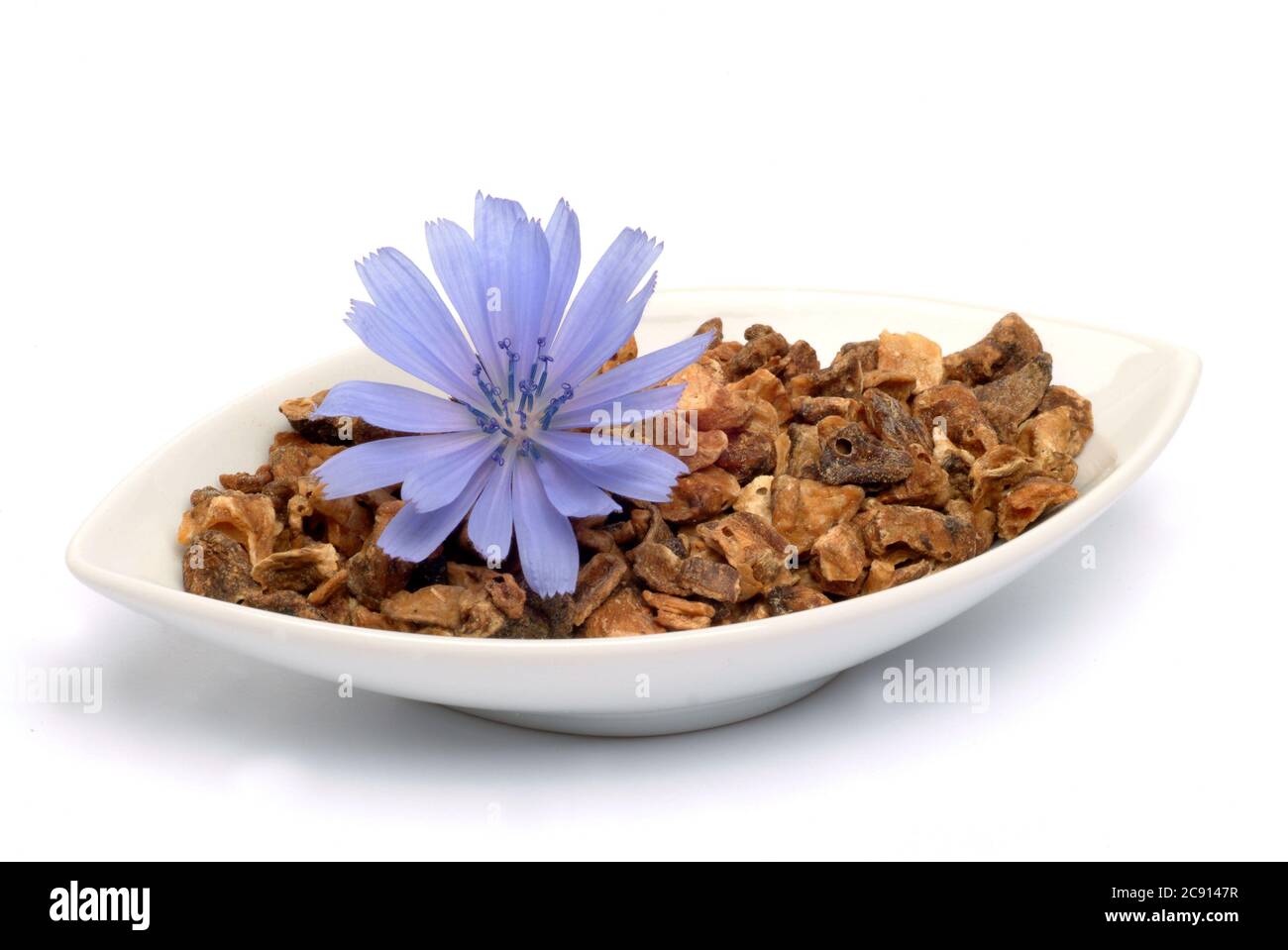 Dried root. Common or Common chicory, Cichorium intybus), and chicory. This plant has been used since the Middle Ages the manufacture of medicines. In Stock Photo
