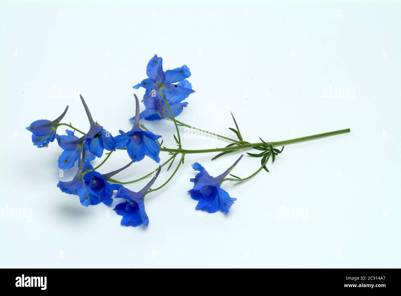Ordinary field larkspur, Consolida regalis, Syn .: Delphinium consolida, arable Larkspur. Previously, the low-alkaloid flowers as remedies were einges Stock Photo