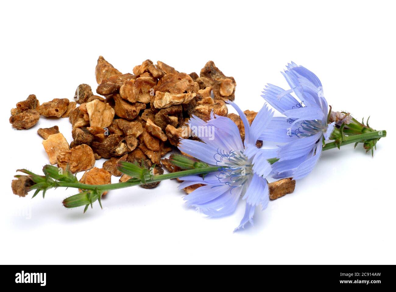 Dried root. Common or Common chicory, Cichorium intybus, and chicory. This plant has been used since the Middle Ages the manufacture of medicines. In Stock Photo