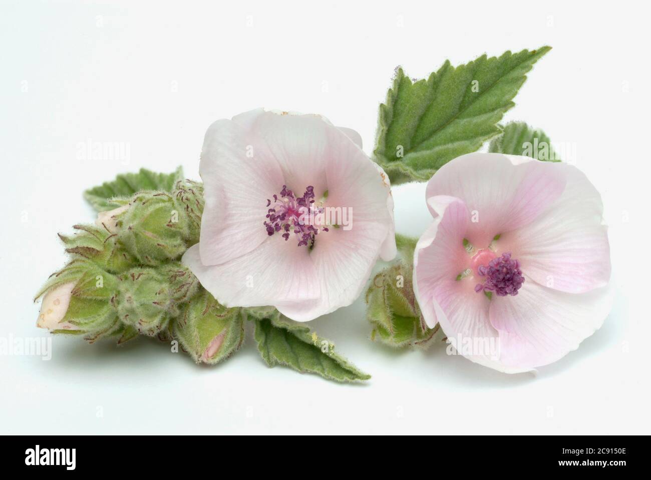 Marshmallow, Allthea officinalis, also called drugmarshmallow