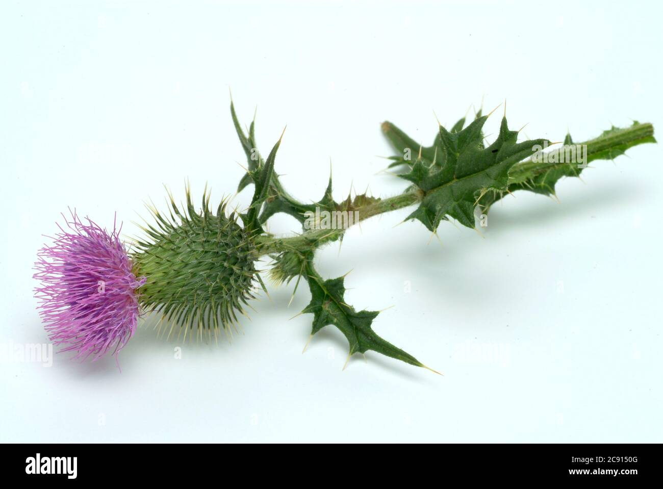 Cotton Thistle, Onopordum acanthium even cancer Thistle, Cotton Thistle, Thistle spasm. Medicinal plant: The flowers contain Onopordopikrin, Flavongly Stock Photo