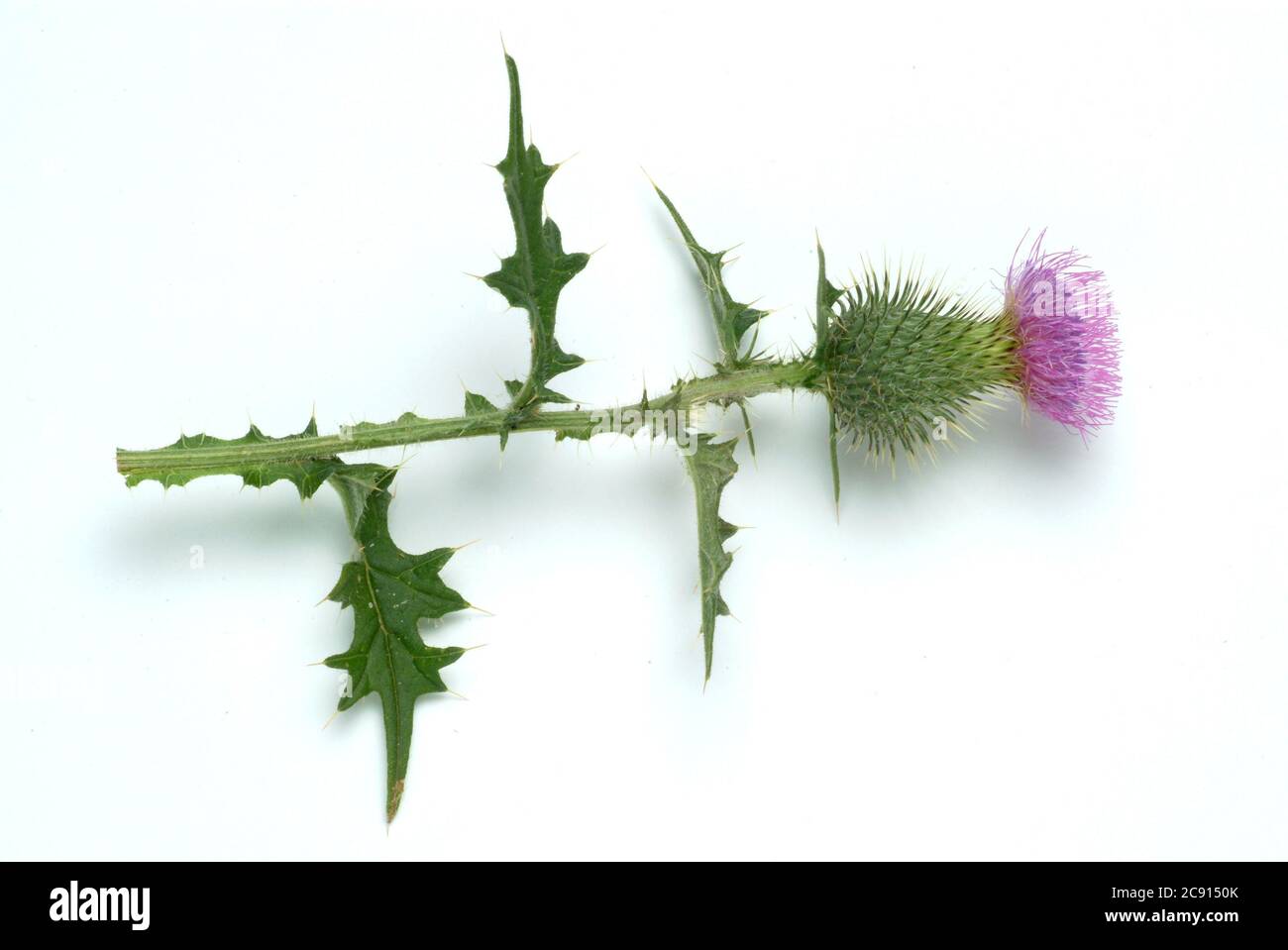 Cotton Thistle, Onopordum acanthium even cancer Thistle, Cotton Thistle, Thistle spasm. Medicinal plant: The flowers contain Onopordopikrin, Flavongly Stock Photo