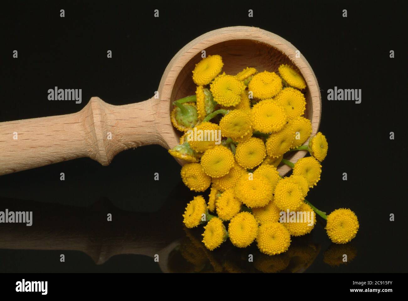 'Tansy, vulgare Tanacetum, Syn .: Chrysanthemum vulgare, tansy. Tansy was formerly used for worm diseases; Extracts from the tansy are able to inhibit Stock Photo