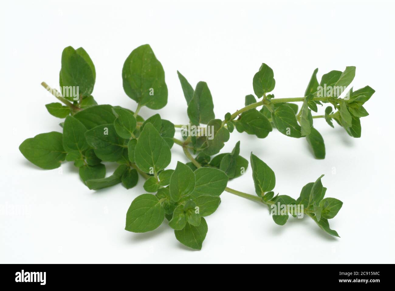 Medicinal plant dost oregano common hires stock photography and images