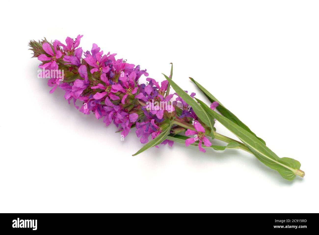 Ordinary loosestrife, Lythrum salicaria. The loosestrife has been used since ancient times as a medicinal plant. As a remedy flowers and the rhizome o Stock Photo
