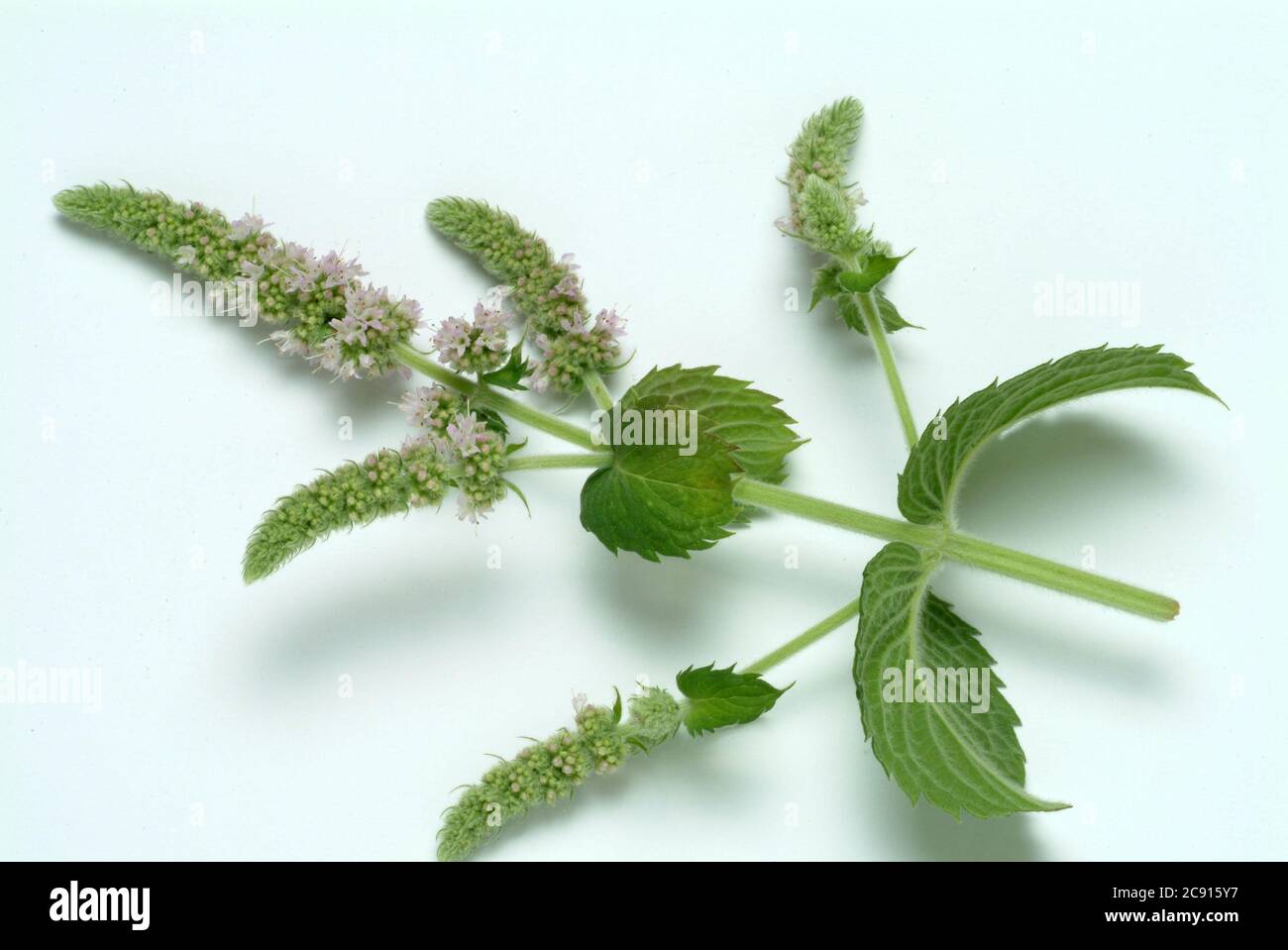 Ross mint, Mentha longifolia. The Rossminze be attributed to cooling and analgesic properties. It is therefore mainly used in the following areas: ins Stock Photo