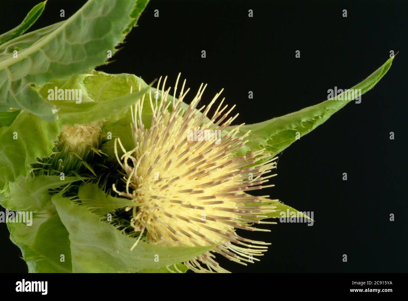 ' Cabbage Thistle, Cabbage Thistle, Cirsium oleraceum. In Eastern Europe and Siberia, it is used as a vegetable plant, cultivated in Japan for this pu Stock Photo