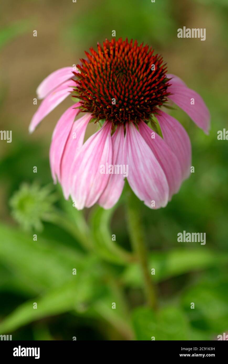 Echinacea purpurea, Echinacea purpurea, also Red Light sun hat. The