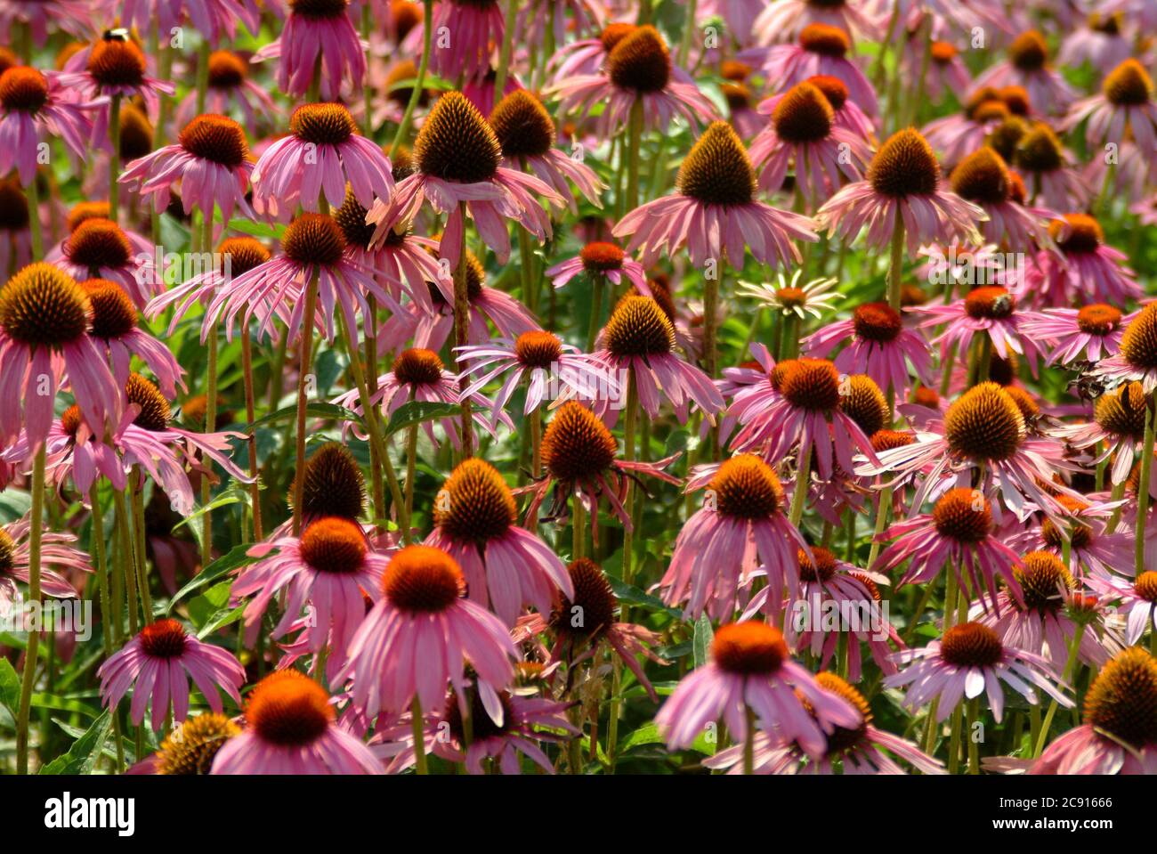 Echinacea purpurea, Echinacea purpurea, also Red Light sun hat. The active ingredients of purple coneflower herb-pressed juice are used in the short-t Stock Photo