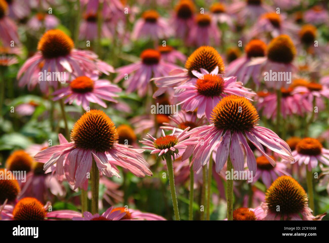 Echinacea purpurea, Echinacea purpurea, also Red Light sun hat. The