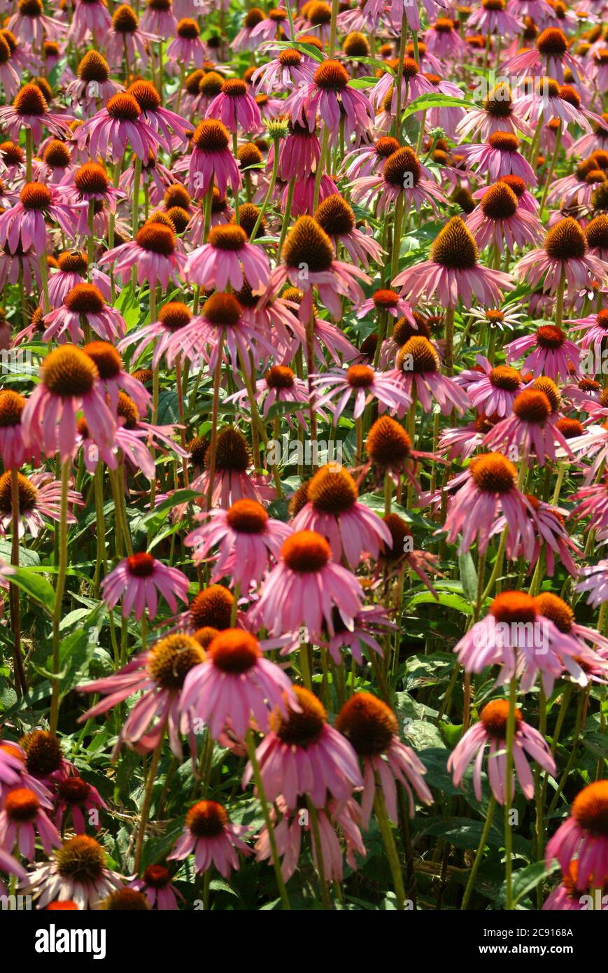 Echinacea purpurea, Echinacea purpurea, also Red Light sun hat. The