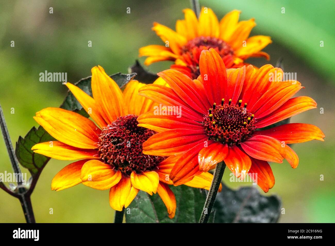 False Sunflower Heliopsis helianthoides 'Bleeding Hearts' Stock Photo