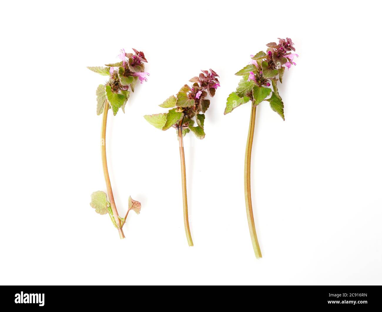 Organic Purple Dead-Nettle Herb Seeds FRESH 2024 | Lamium Purpuream Archangel | Medicinal & Culinary