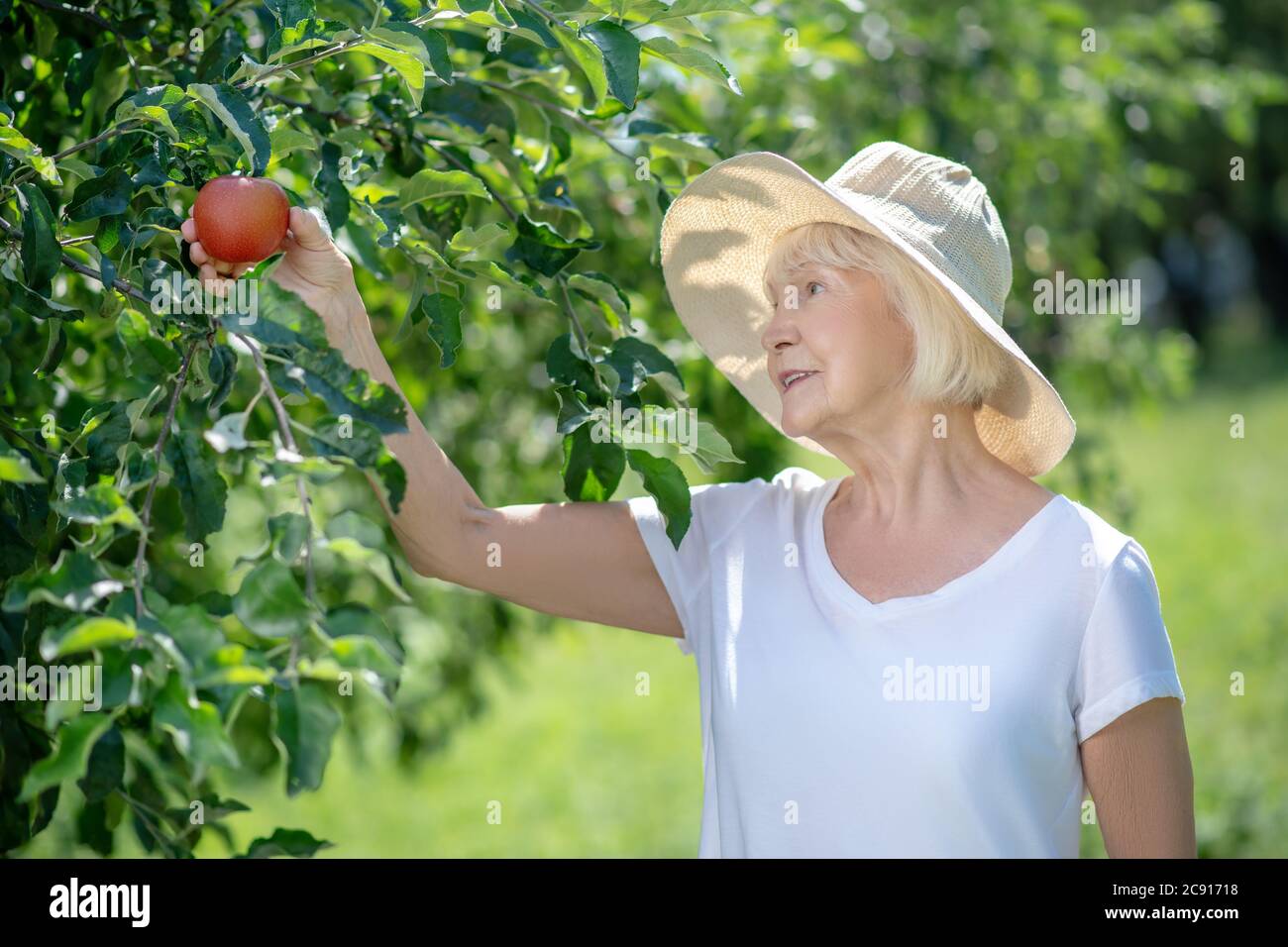 Elderly woman picking an apple from the tree Stock Photo Alamy