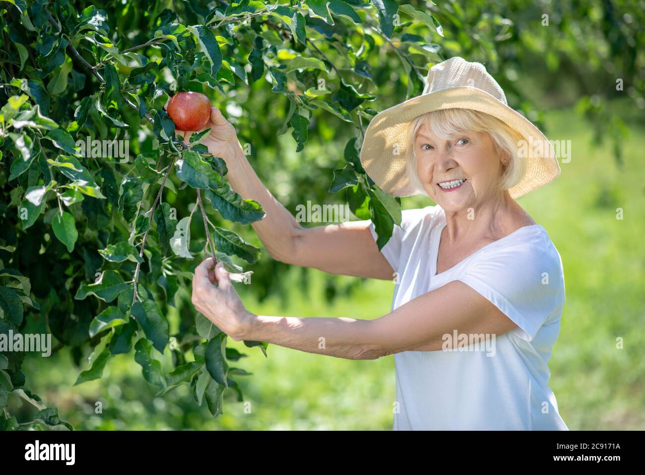 https://c8.alamy.com/comp/2C9171A/smiling-senior-woman-picking-an-apple-from-the-tree-2C9171A.jpg