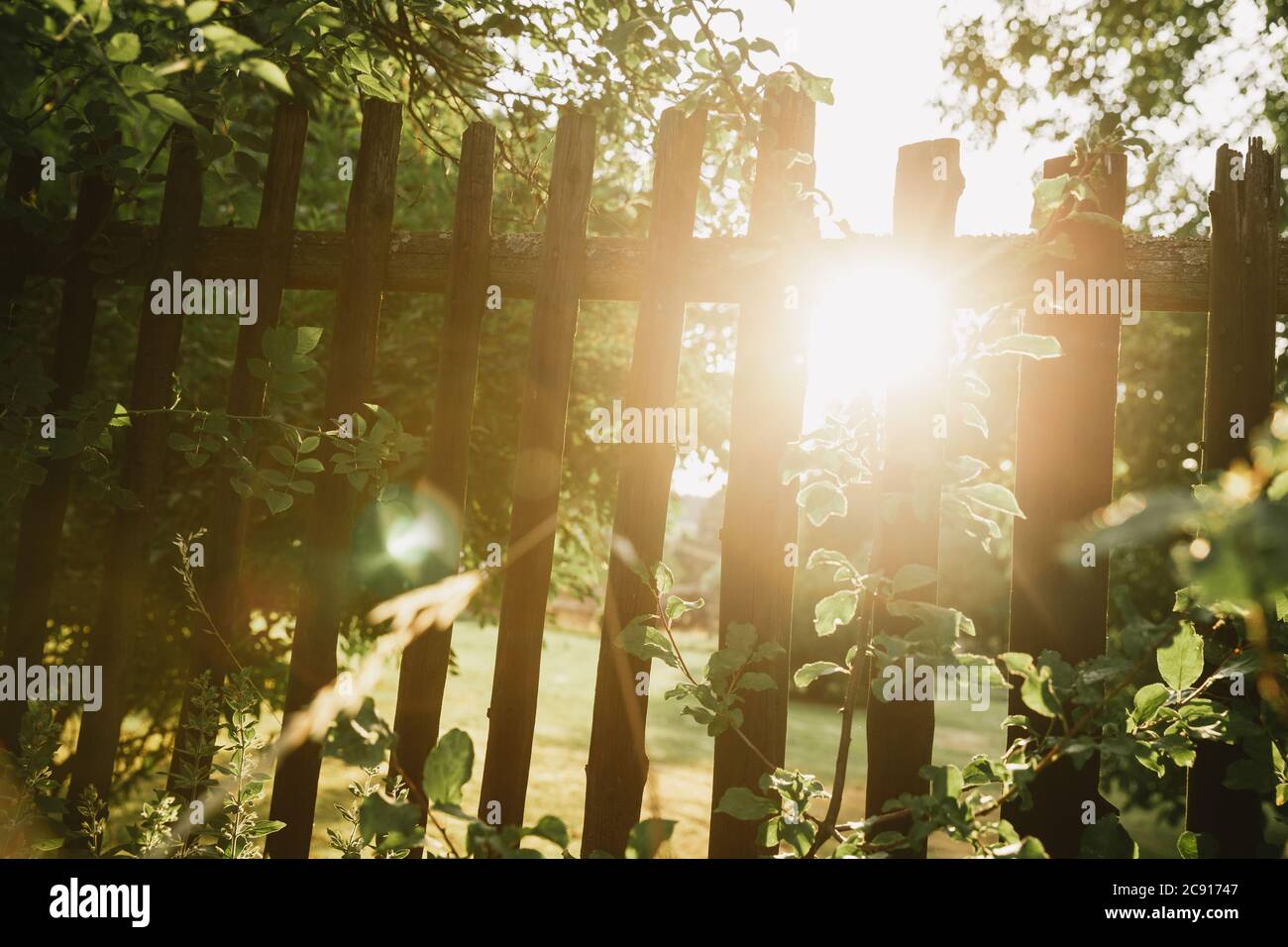 Golden summer sunset shining through the old wooden fence of green ...