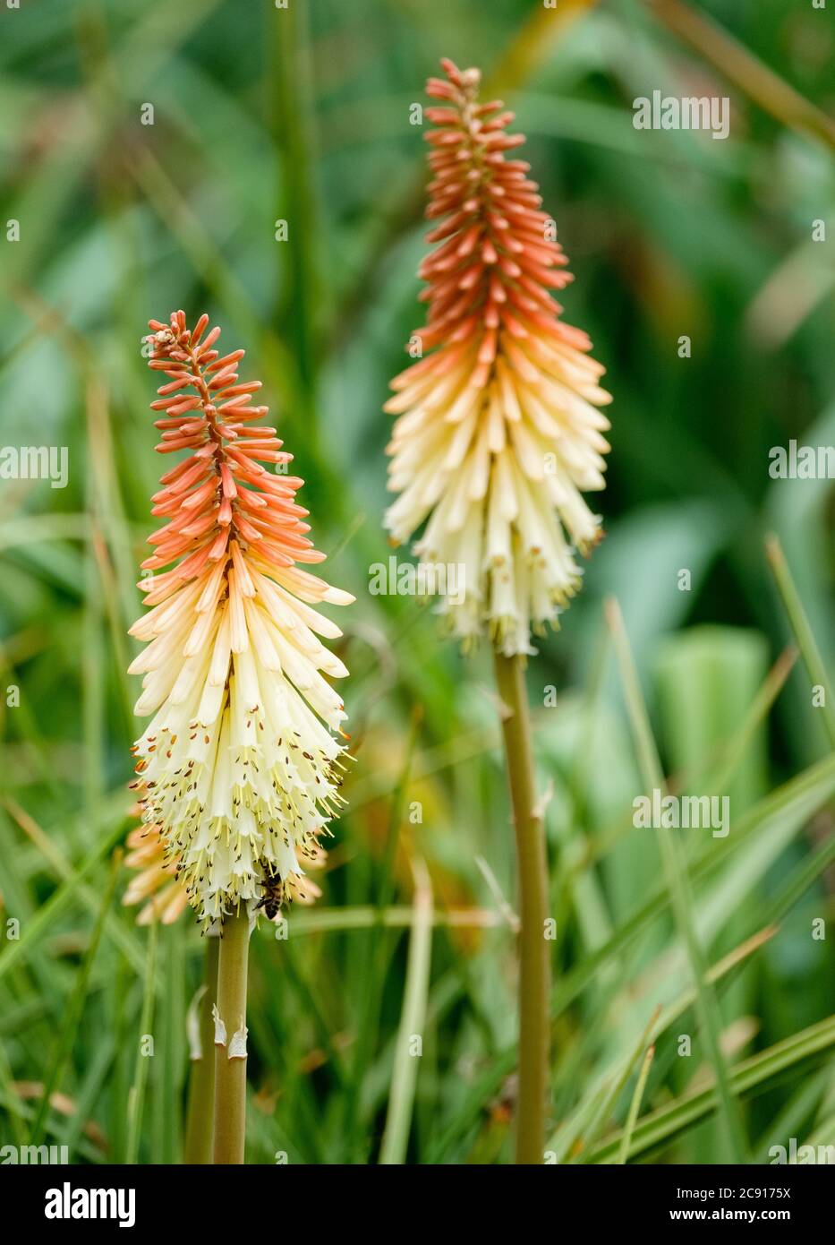 Two orange-cream flowers of Kniphofia 'Toffee Nosed'. Red Hot Poker 'Toffee Nosed' Stock Photo
