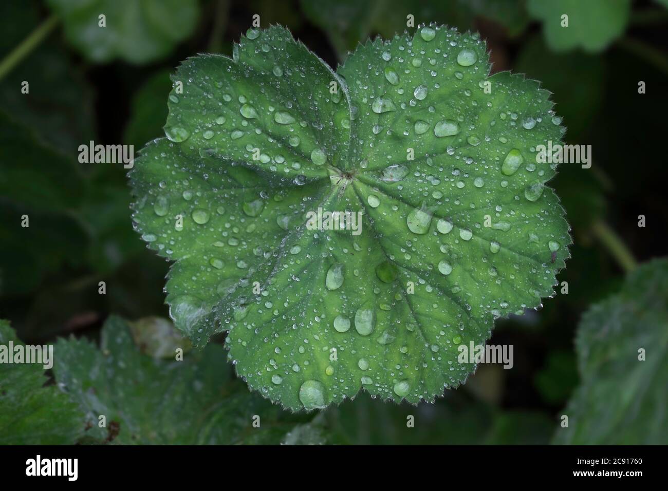 Alchemilla vulgaris or common lady's mantle. Leaf covered with droplets of dew Stock Photo